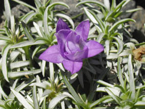Edraianthus pumilio
